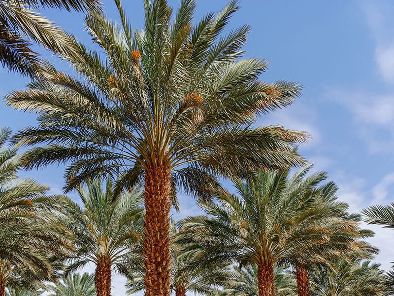 True Date Palm