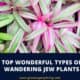 Types Of Wandering Jew Plants