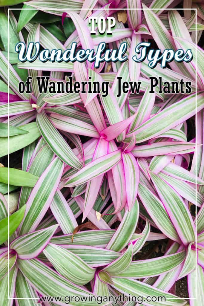 Types of Wandering Jew Plants