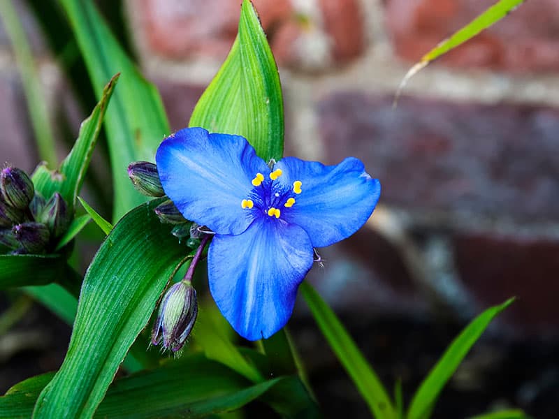 Virginia Spiderwort Tradescantia