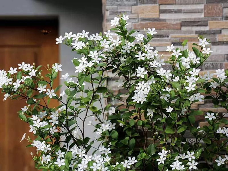 Water Jasmine