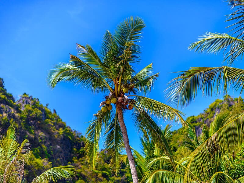 West Coast Tall Coconut