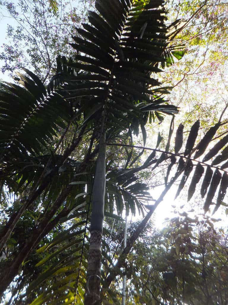 Wettinia Palm