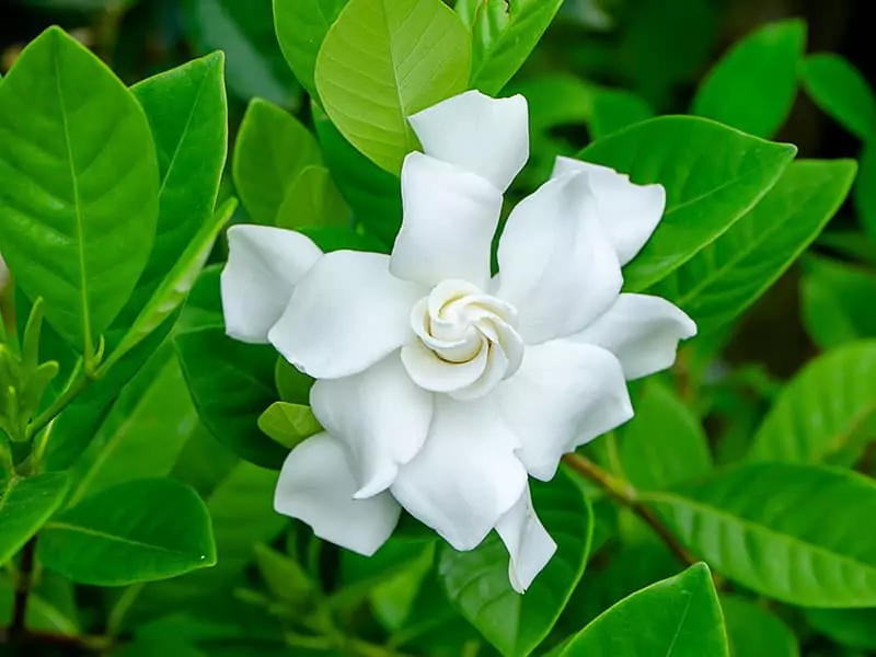 White Gardenia Flower