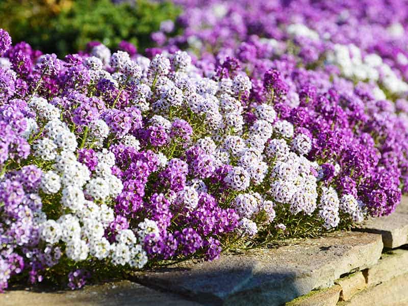 White Lilac Violet Flowers Alyssum