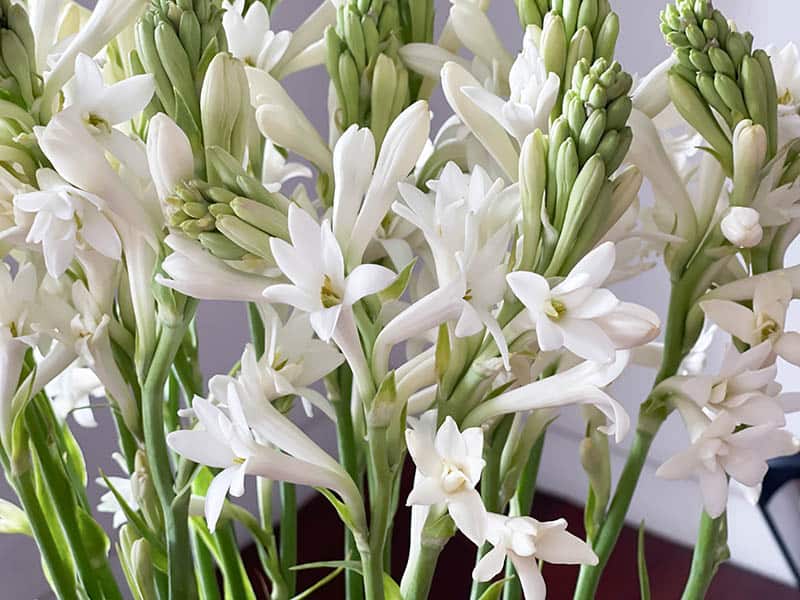 White Tuberose Flower