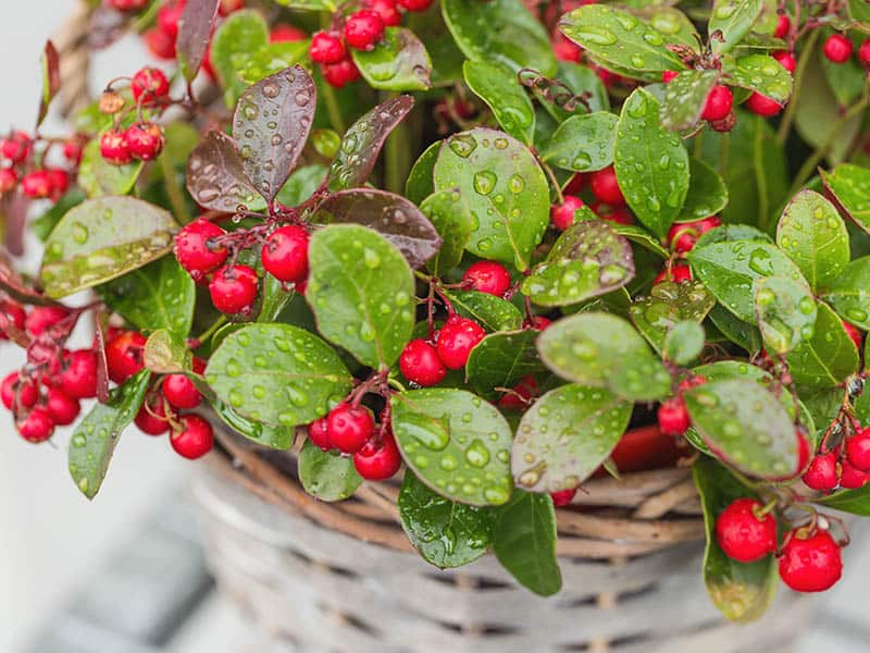 Wintergreen Plant Red Berries Flower Pot