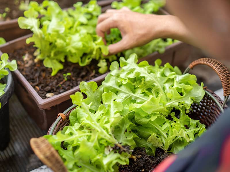 Woman Gardener Picking Organic Salad