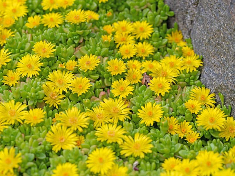 Yellow Flowers Delosperma Spring