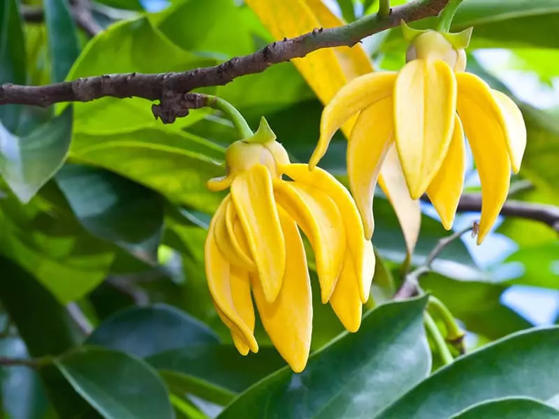 Ylang Ylang