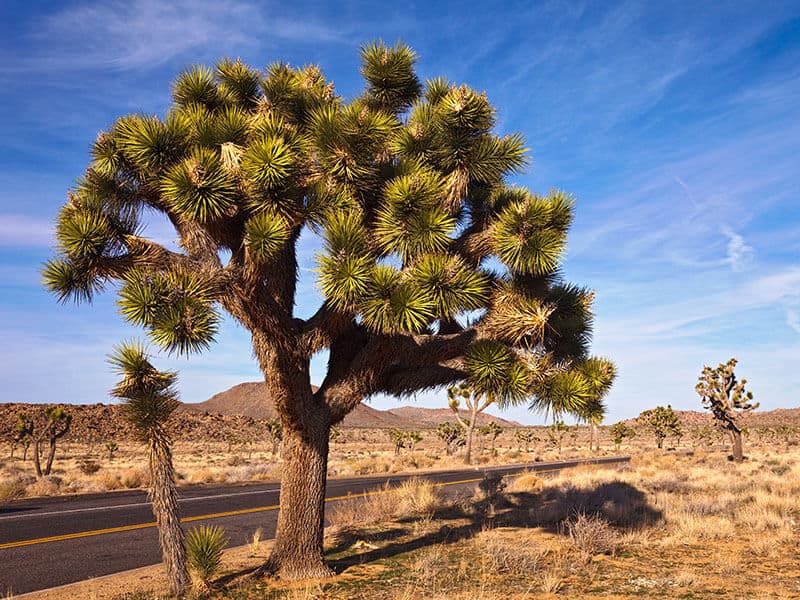 Yucca Palm