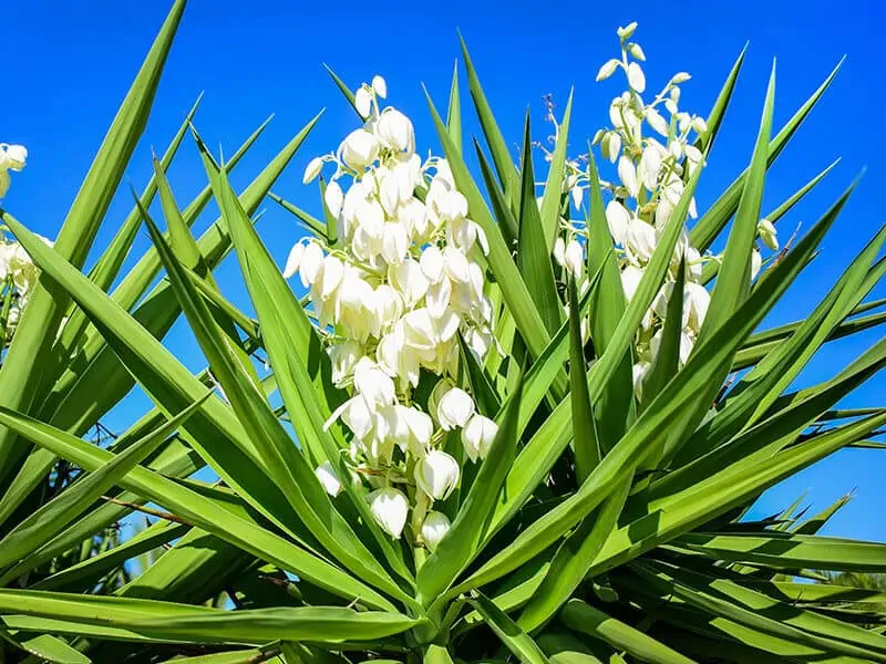 Yucca Plant