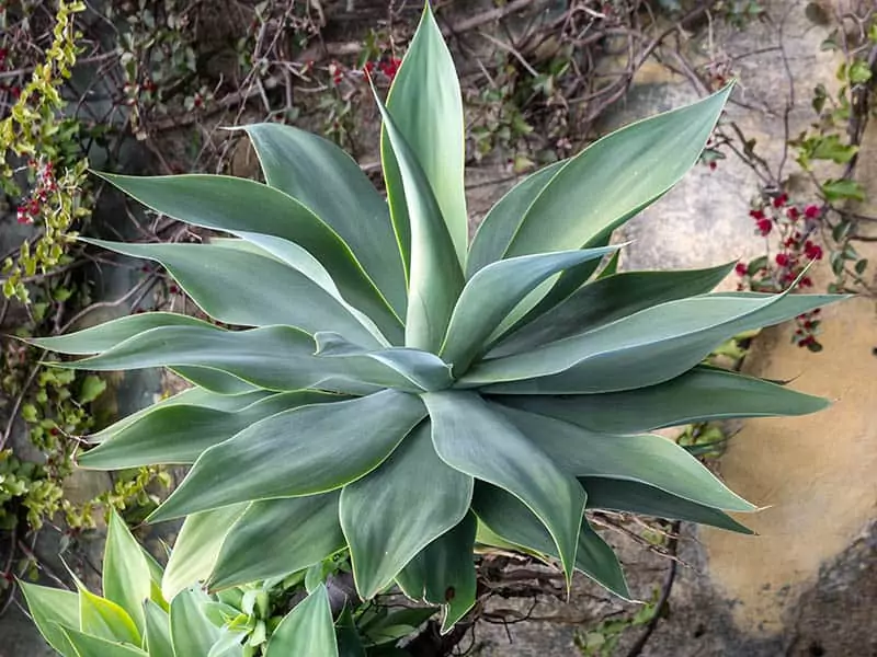 Agave Succulent Plant