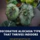 Alocasia Types