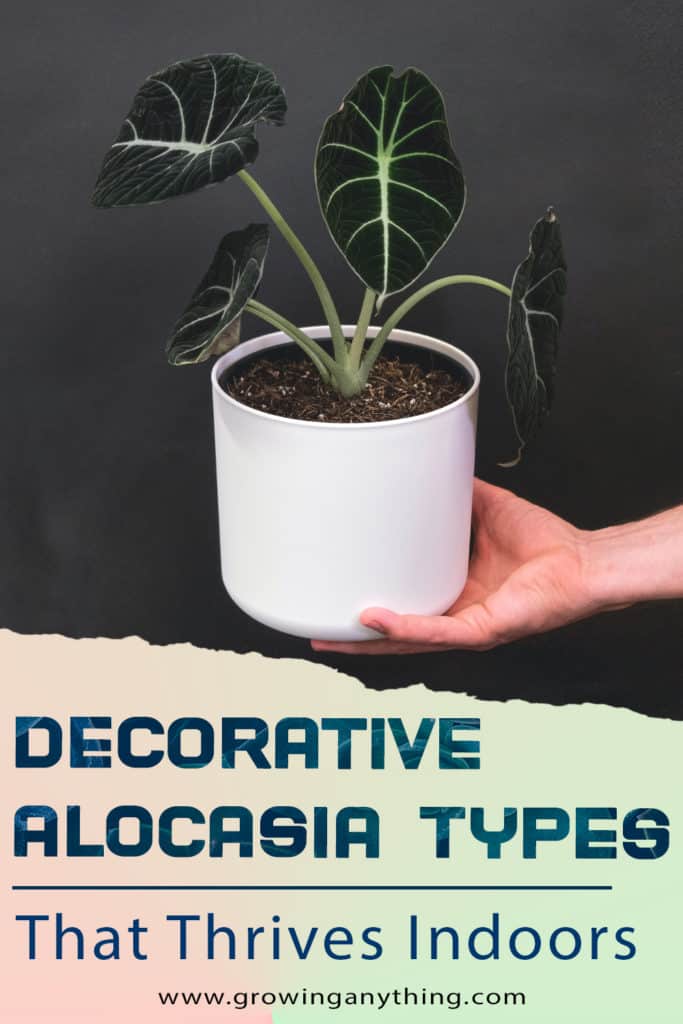 Alocasia Types