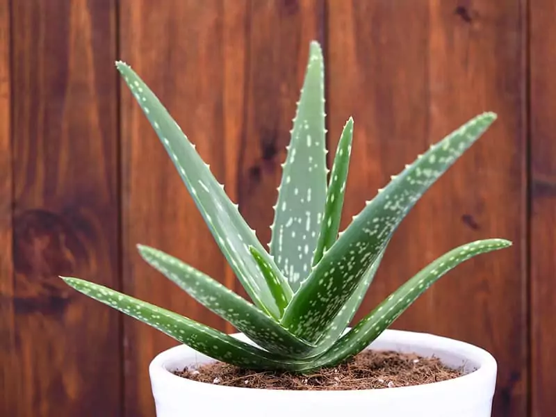 Aloe Vera Plant