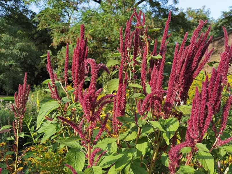 Amaranth Balcony