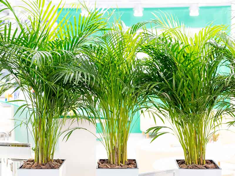 Areca Palm Balcony Plants