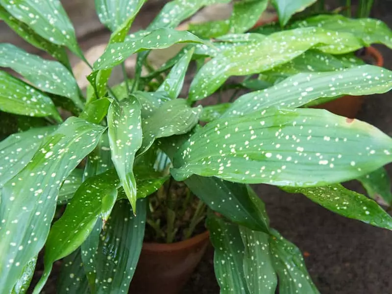 Aspidistra Elatior Castironplant Bar Room Plant