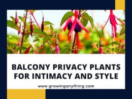 Balcony Privacy Plants