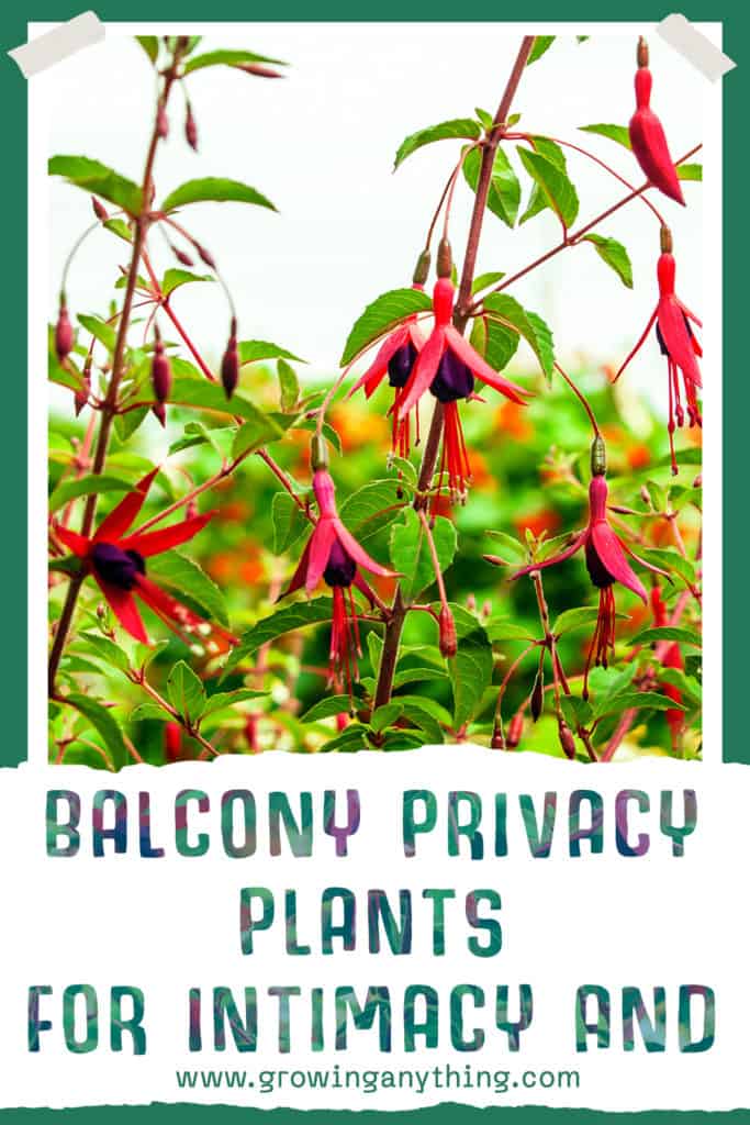 Balcony Privacy Plants