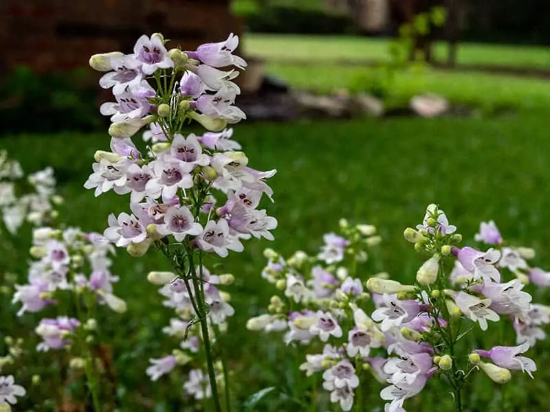 Beardtongue Spring Flower