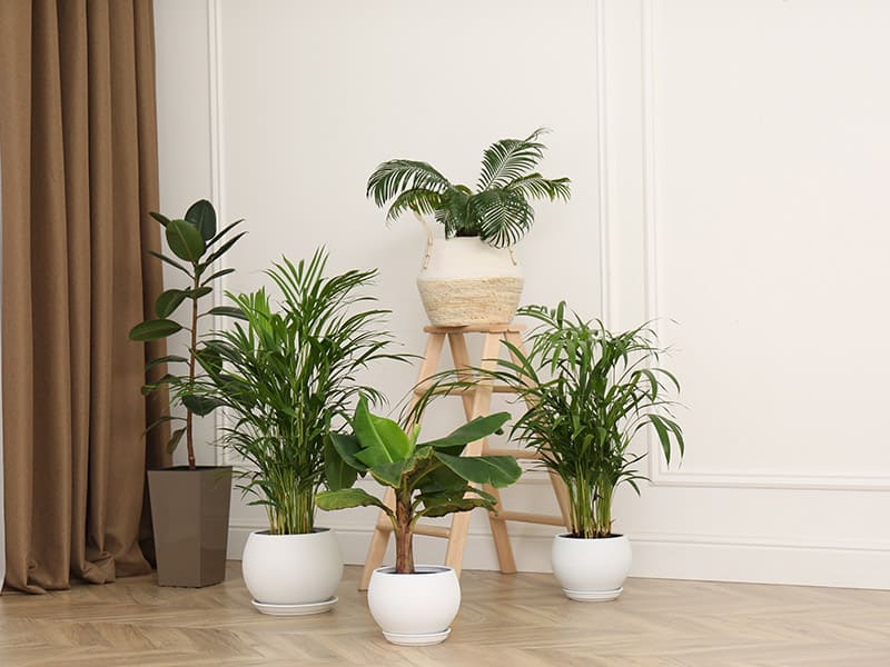 Beautiful Indoor Plants