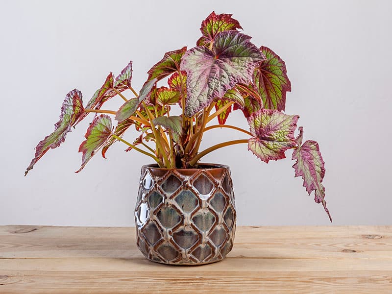 Begonia Rex