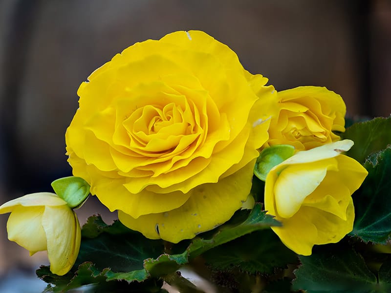 Begonia Yellow Flowers