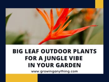 Big Leaf Outdoor Plants