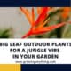 Big Leaf Outdoor Plants