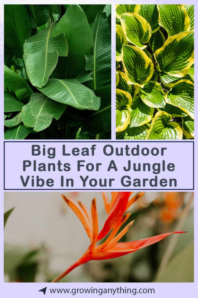 Big Leaf Outdoor Plants