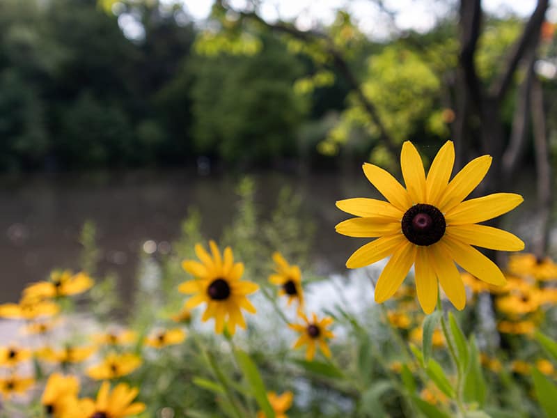 Black Eyed Susan Flowers