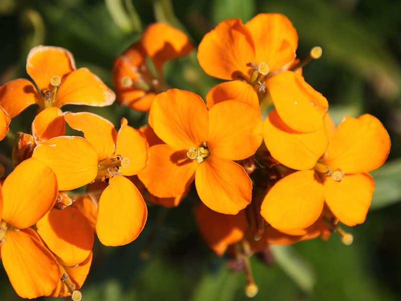 Blooming Siberian Wallflower