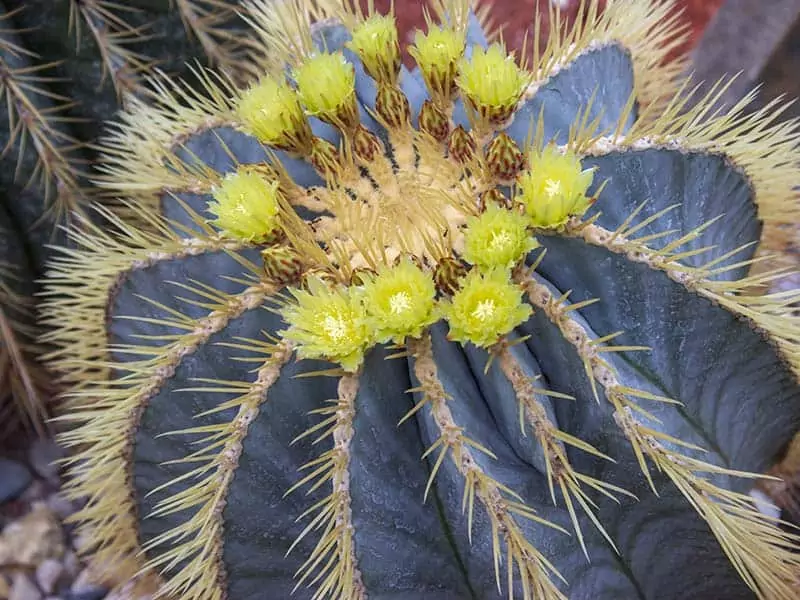 Blue Barrel Cactus