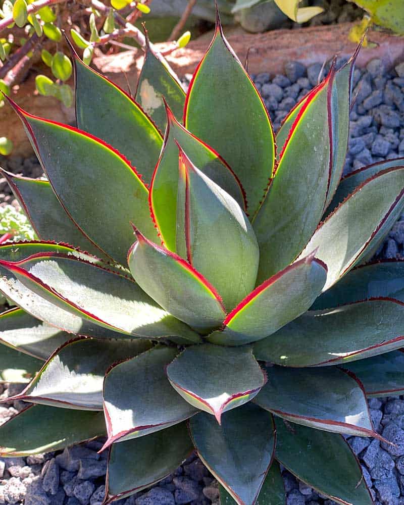 Blue Glow Agave