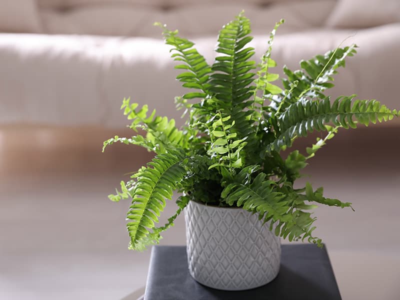 Boston Fern