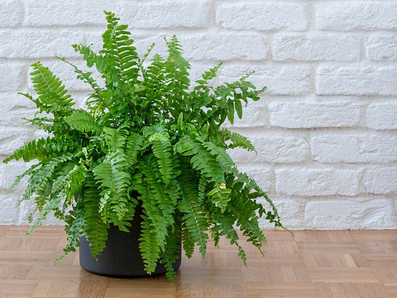 Boston Fern