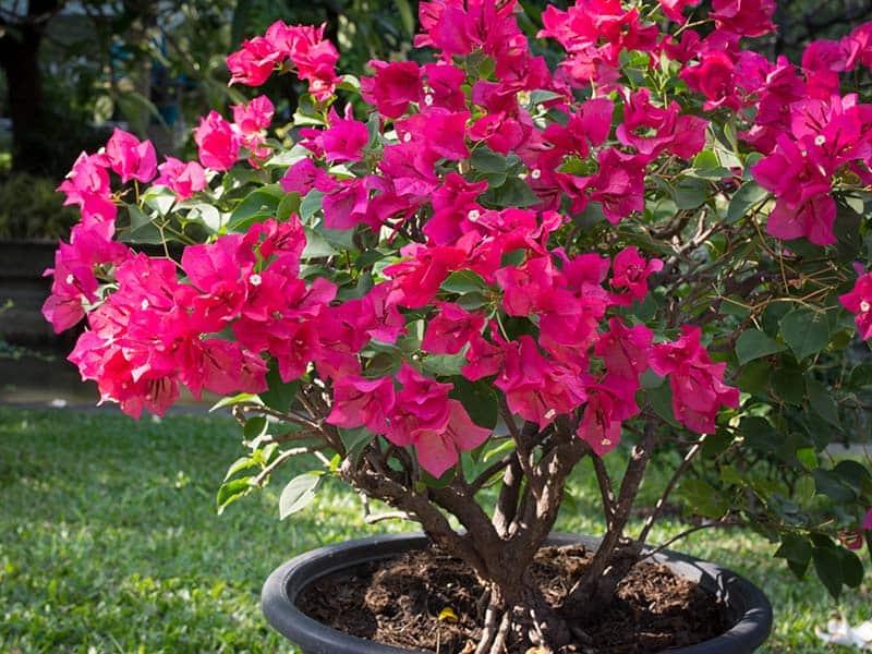 Bougainvillea Flowers