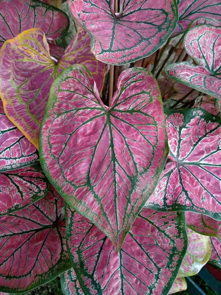 Caladiums Leaves Plants