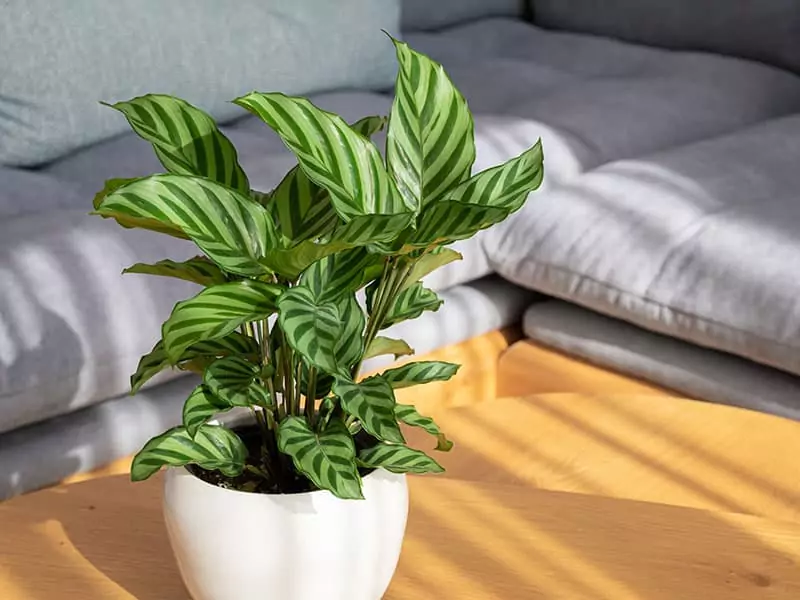 Calathea Plant