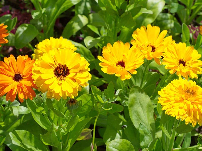 Calendulas Yellow Flowers