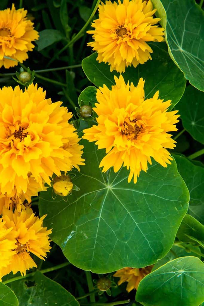 Canary Creeper Nasturtium