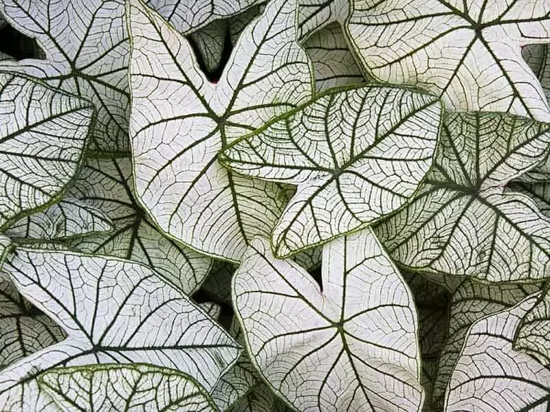 Candidum Caladium