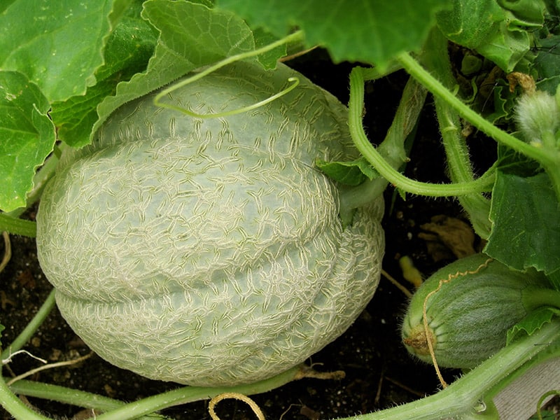 Cantaloupe Melons