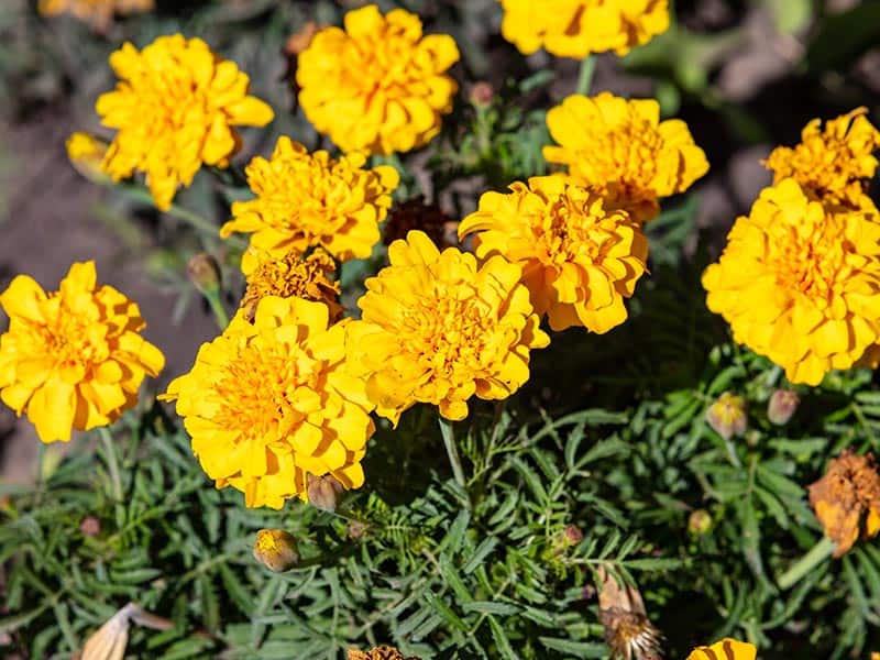 Carnation Yellow Flowers