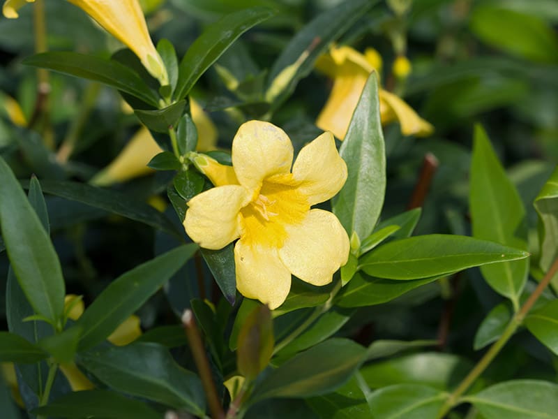 Carolina Jessamine