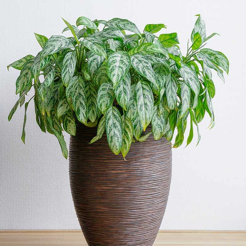 Chinese Evergreen