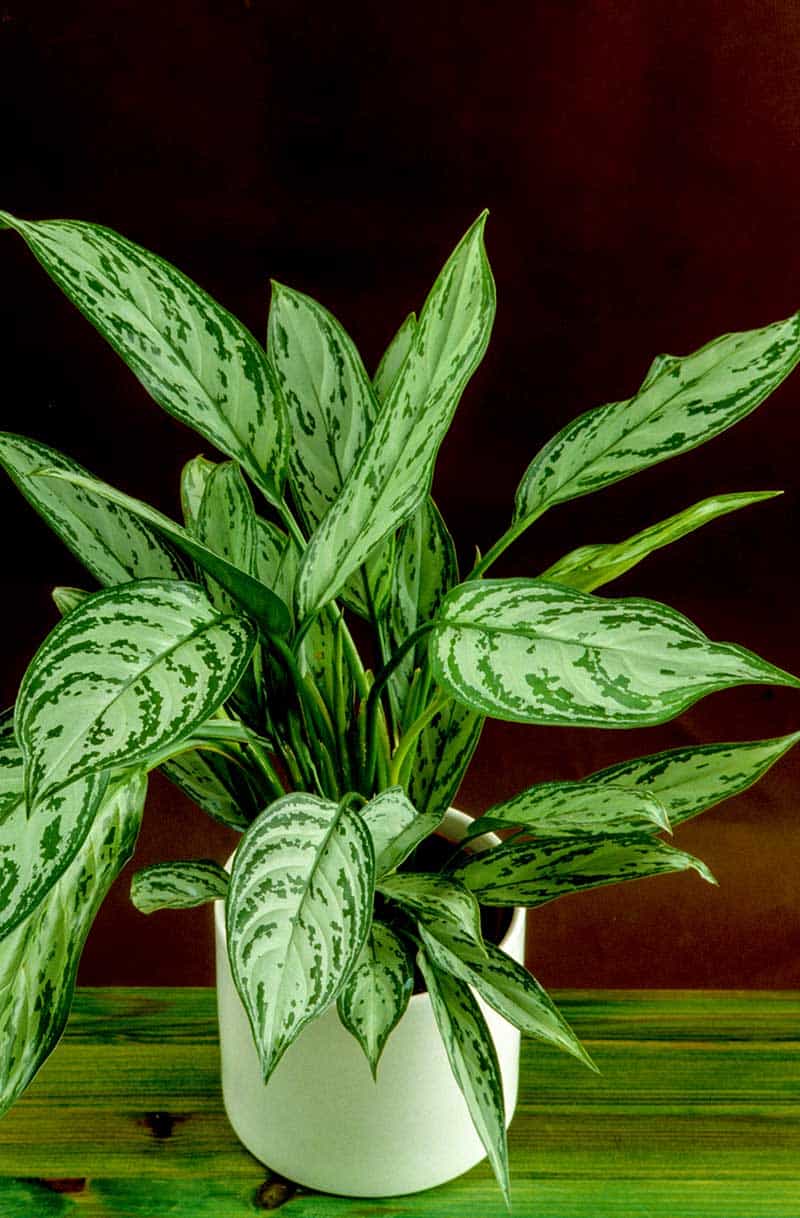 Chinese Evergreen