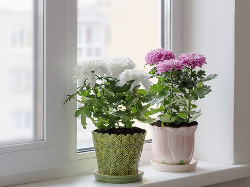 Chrysanthemum Pot